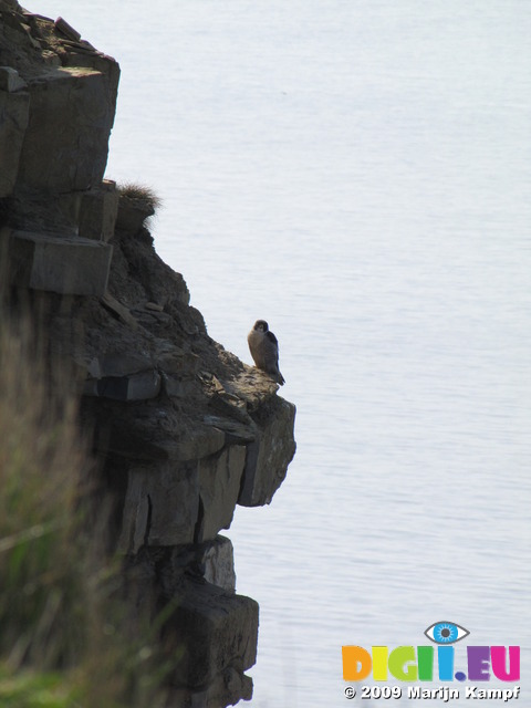 SX05132 Bird of pray Peregrine (Falco peregrinus) perched on rock Bird of pray perching on edge of cliff